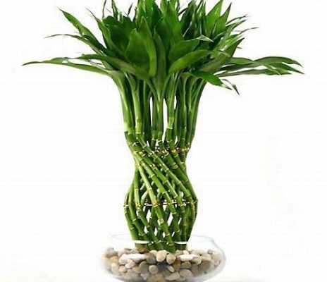 Lời khuyên của Phong Thủy Sư giúp phòng tránh tà ma,xui xẻo.