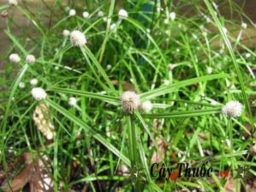 THẬN HƯ KHÔNG CẦN PHẢI CHẠY THẬN HAY THAY THẬN