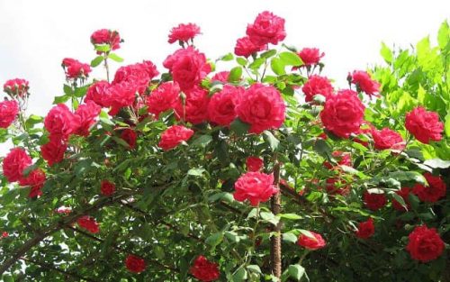 TẶNG GAI CHO NGƯỜI, TAY SẼ CHẢY MÁU – TẶNG HOA HỒNG CHO NGƯỜI TAY SẼ LƯU LẠI DƯ HƯƠNG