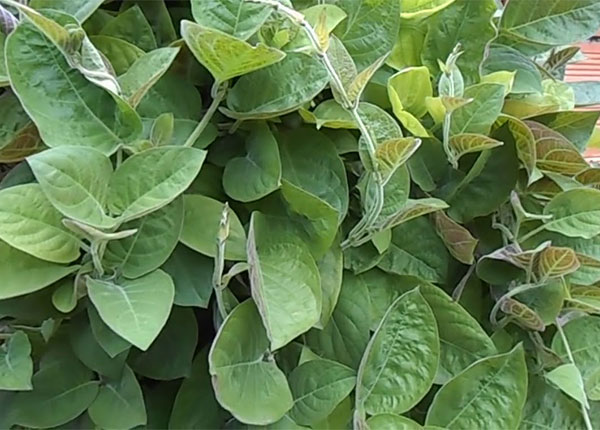 BÀI THƠ LÁ MƠ ĐỘ MẠNG