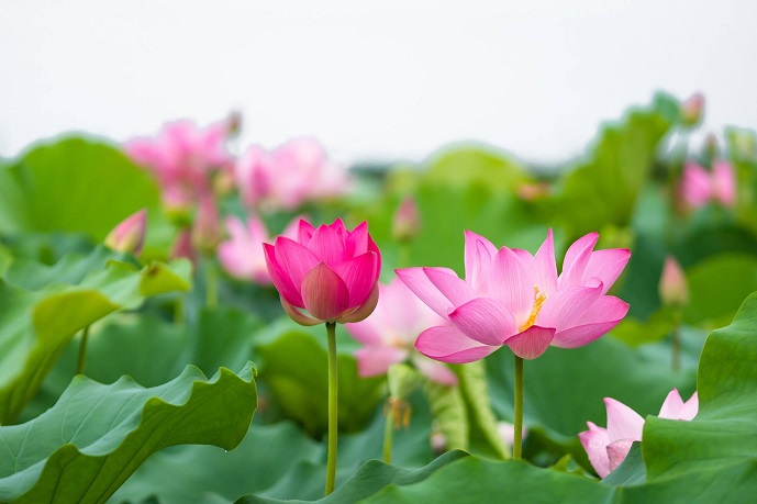 KINH ĐỊA TẠNG – KINH BẢN NGUYỆN CỦA ĐẠI BỒ TÁT ĐỊA TẠNG 5