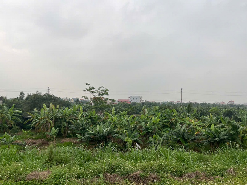 CHÍNH CHỦ CẦN BÁN GẤP TRANG TRẠI CHĂN NUÔI TẠI HIỆP LỰC, NINH GIANG, HẢI DƯƠNG 