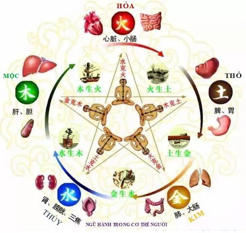 Bảng Hệ Thống Ngũ Hành & Cơ Thể